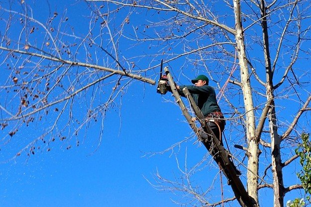 Overgrown tree canopy with dense branches before professional tree trimming and pruning service in Saint Charles, MO.