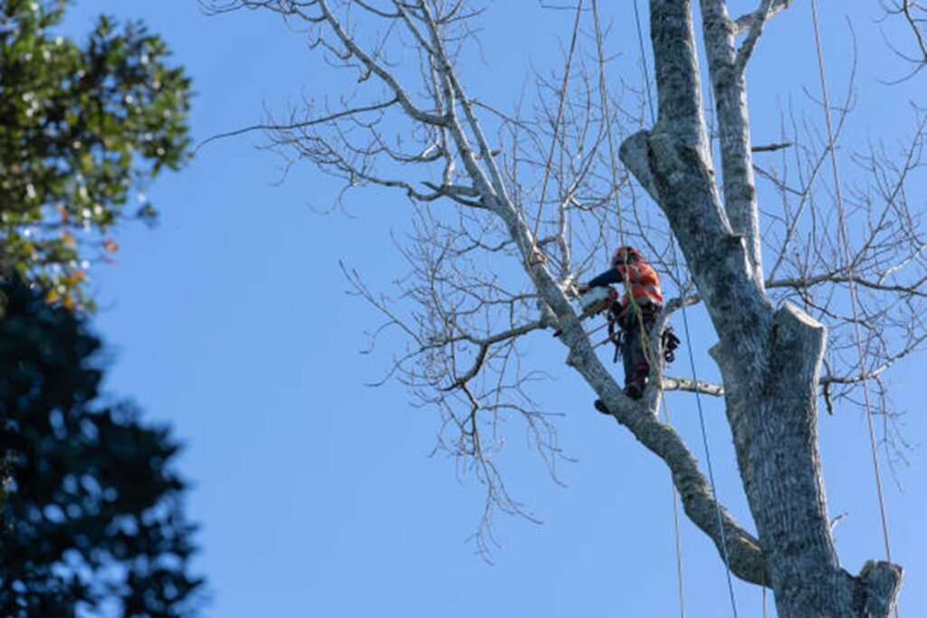 Professional arborist safely removing a large tree using climbing equipment during a residential tree removal project in Saint Charles, MO.