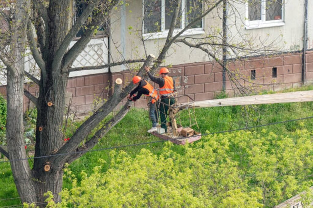 Professional tree trimming crew using an aerial lift to prune large tree branches at a residential property in Saint Charles, MO.